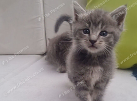 Mainecoon silver READY NOW