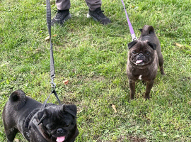 Mother & daughter pugs