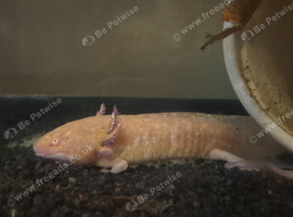 3x axolotl 2x golden 1 black