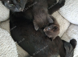 2 Black kittens