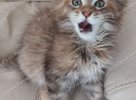 Mainecoon kittens for sale