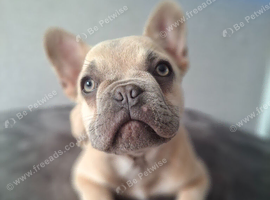 KC french bulldog pups