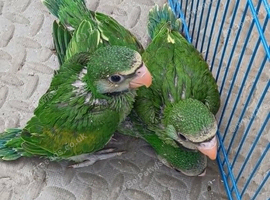 Moushtache Parakeets