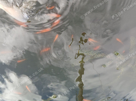 Juvenile pond-bred goldfish