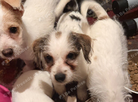 Jack Russel Terrier Pups