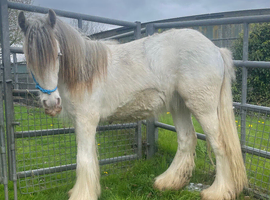 Buzz 2 year old blue blagdon gelding
