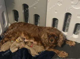 Gorgeous Cockapoo Puppies Looking For Loving Forever Homes