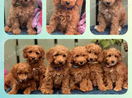 Cockapoo pups