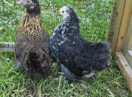 2, 9 week old pekin bantam pullets