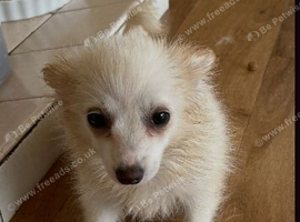 1 pomchi white puppy  boy
