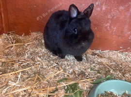 Male&Female Netherland Dwarf