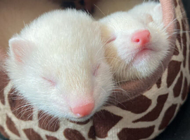 Albino boy kit