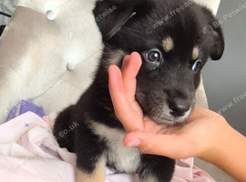 Siberian husky puppies
