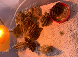 1 week old quail reserve now
