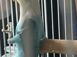Pet lovebirds for sale