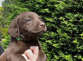 KC reg chocolate Labrador retrievers FTCH lines