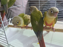 Pineapple conure