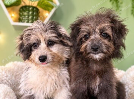 Pomapoo girl 1 LEFT