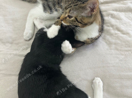 Kitten
