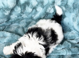 Our fantastic shih tzu puppy boy