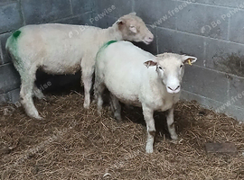 Polled dorset