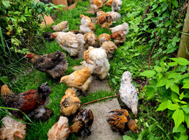Brahma young and adult