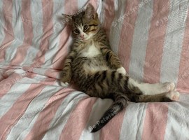 Tabby Kitten Female