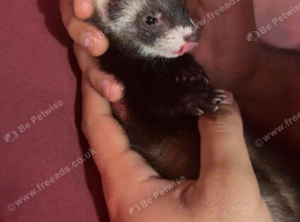 Adorable 9-Week-Old Ferret Kits (Male & Female Pair / Available)