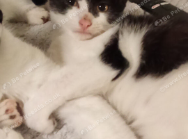 4 cute kittens
