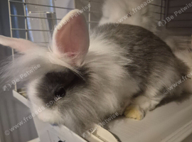 9 wks old lionhead bunnies