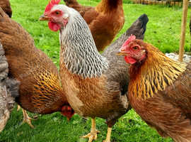 Purebred Welsumer Partridge   lg fowl hatching eggs