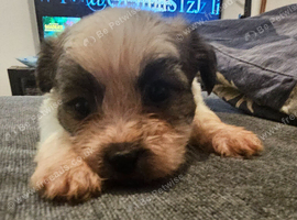 Shih tzu cross jack russell puppys