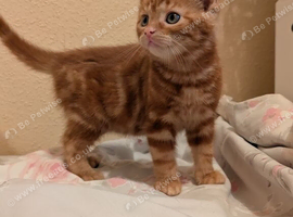Ginger kittens