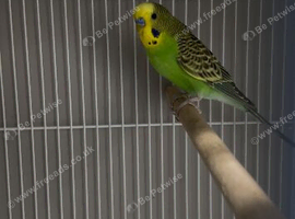 Split blackface male