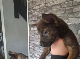 Puppies