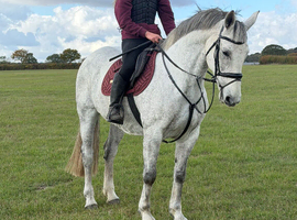 Chunky 15.3h irish draught mare 10 years old
