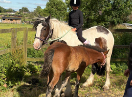 Wanted section d colt