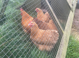 Buff Orpington hatching eggs