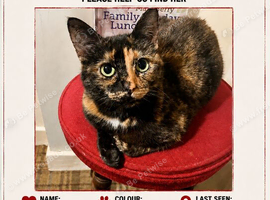 Missing cat