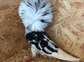 Pigeons looking for a new home