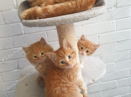 Lovely kittens