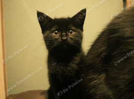 Black Tabby Kitten Female
