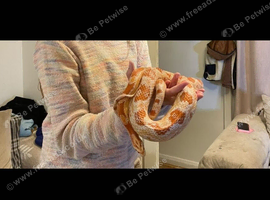 Corn snake and vivarium
