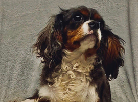 One lovely Merle boy