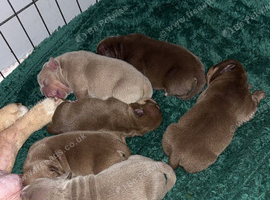 Micro bullys