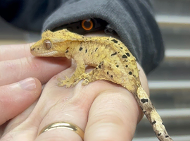 Ink spot/blotch Super Dalmation crested gecko