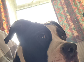 8months old female