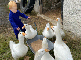 Friendly Home-Reared Geese &ndash; Used to Children