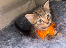 Beautiful Boy Kitten