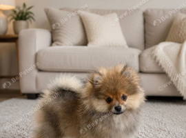 Pomeranian